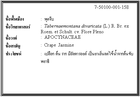 กล่องข้อความ: 7-50100-001-158 ชื่อพื้นเมือง : พุดจีบ ชื่อวิทยาศาสตร์ : Tabernaemontana divaricata (L.) R. Br. ex Roem. et Schult. cv. Flore Pleno ชื่อวงศ์ : APOCYNACEAE ชื่อสามัญ : Crape Jasmine ประโยชน์ : เปลือก ต้น ราก มีอัลคารอยด์ เป็นยาเย็นลดไข้ น้ำจากต้นขับพยาธิ